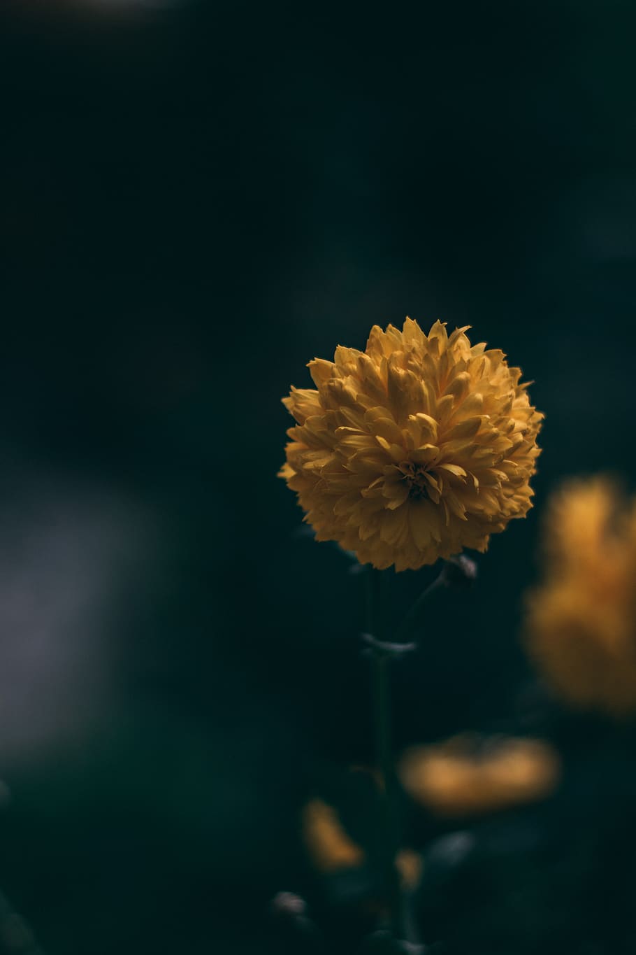flower, nature, green, flowering plant, fragility, vulnerability HD wallpaper