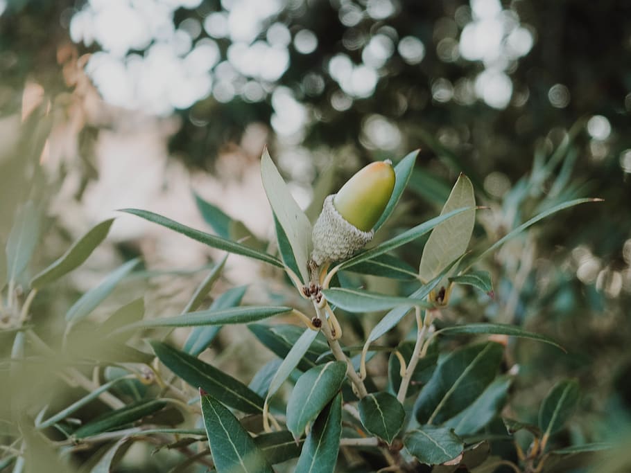 green leaves, growth, plant, leaf, plant part, close-up, green color HD wallpaper