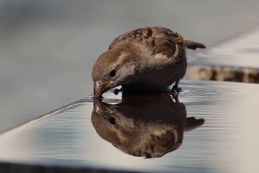 sparrow, sperling, house sparrow, bird, close up, songbird, HD wallpaper