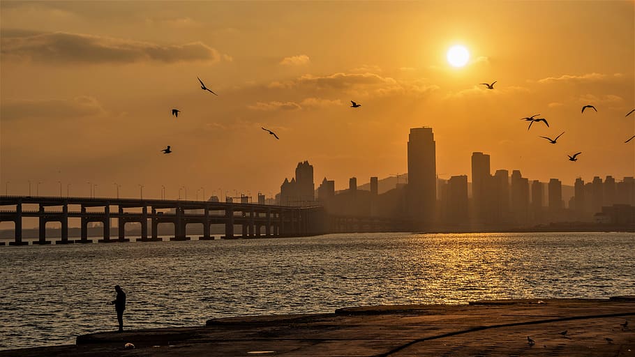 sea, light, sunset, sky, bird, animals in the wild, animal themes HD wallpaper