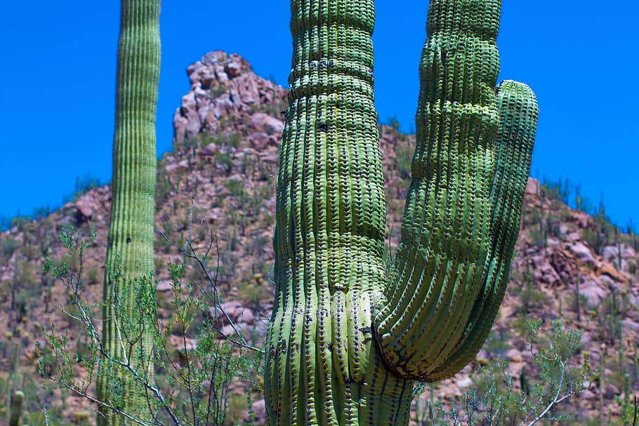 saguaro national park, cactus, desert, arizona, plant, nature, HD wallpaper