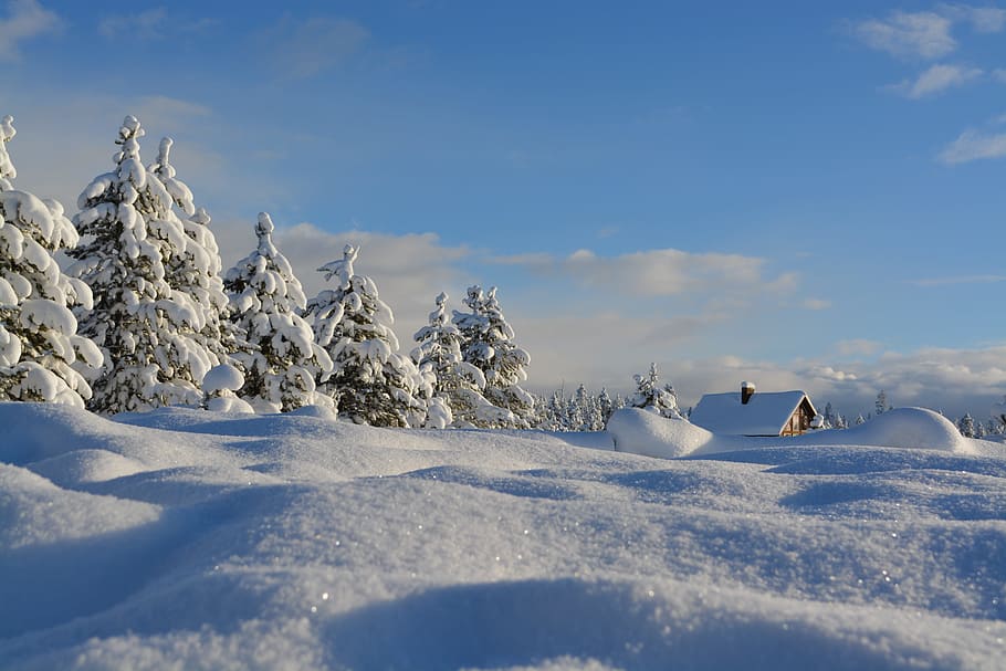 warm, sun, sunlight, woods, house, canada, winter, cold, snow HD wallpaper