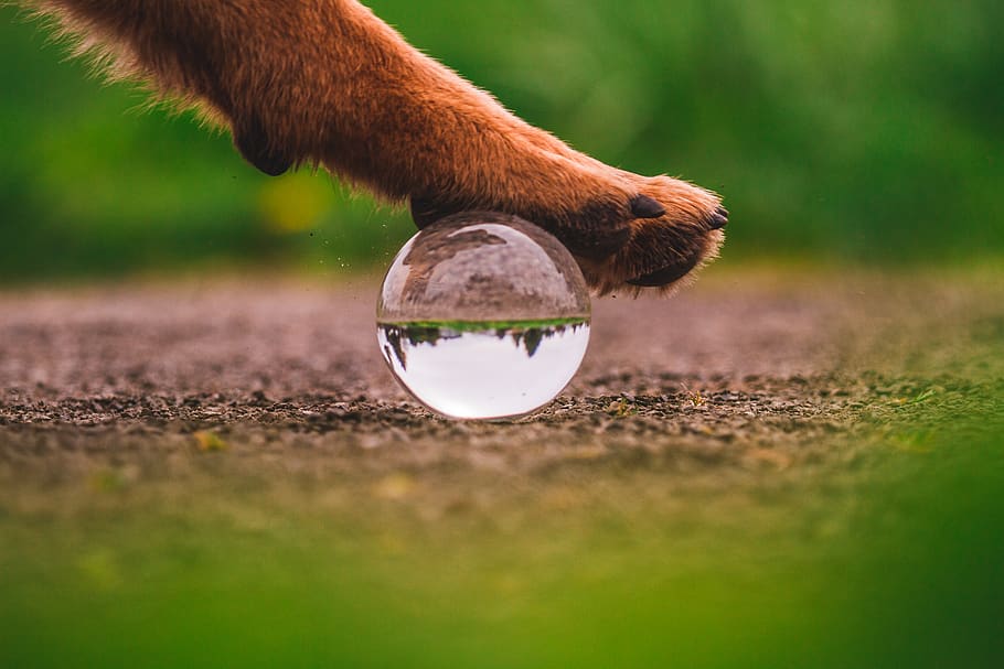 dog paw, one animal, animal themes, mammal, nature, no people HD wallpaper