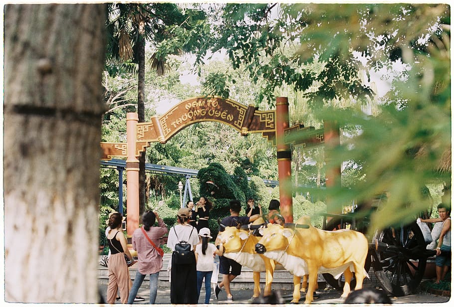 two gold cow statues, group of people, real people, tree, transfer print HD wallpaper