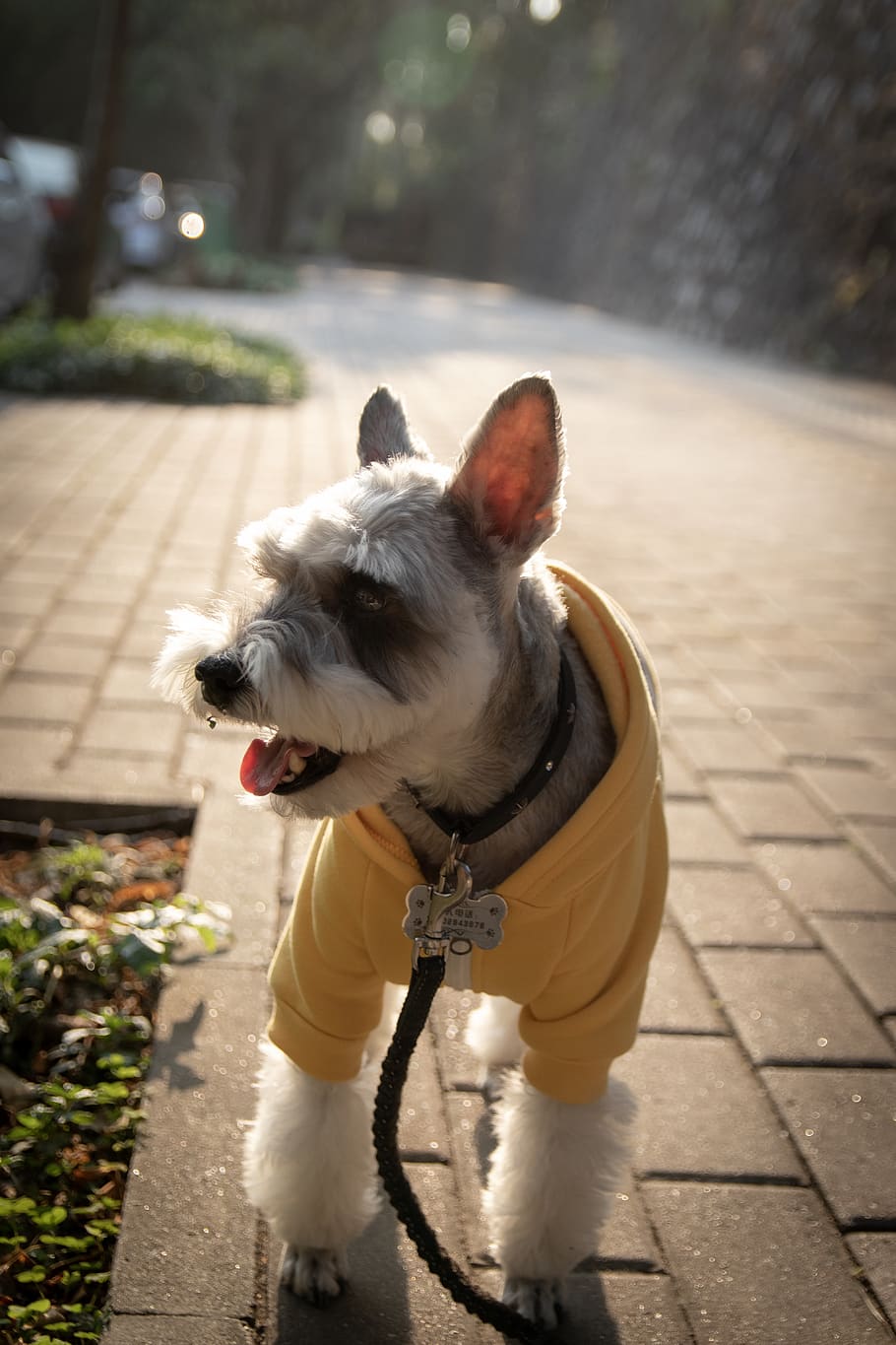 short-coated white dog walking on road, mammal, canine, pet, animal