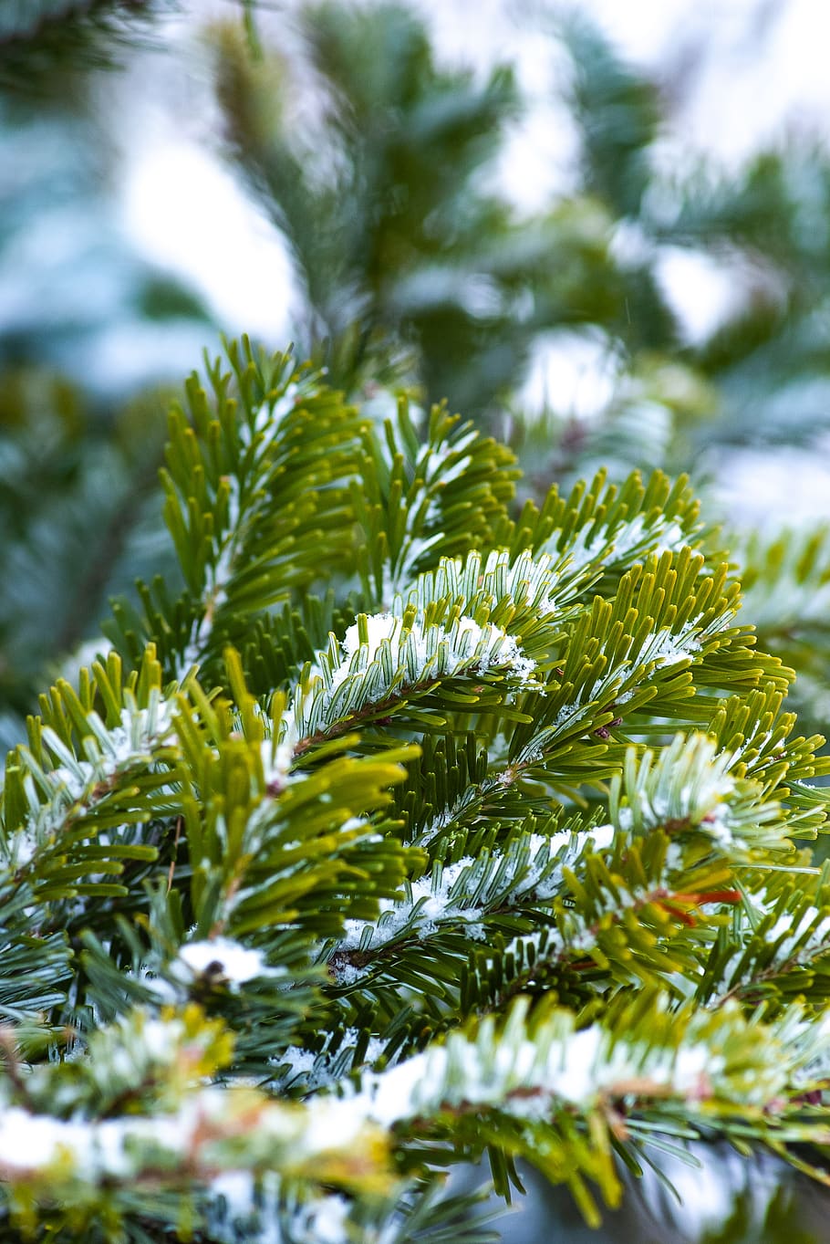 green pine tree, plant, green color, growth, close-up, beauty in nature HD wallpaper