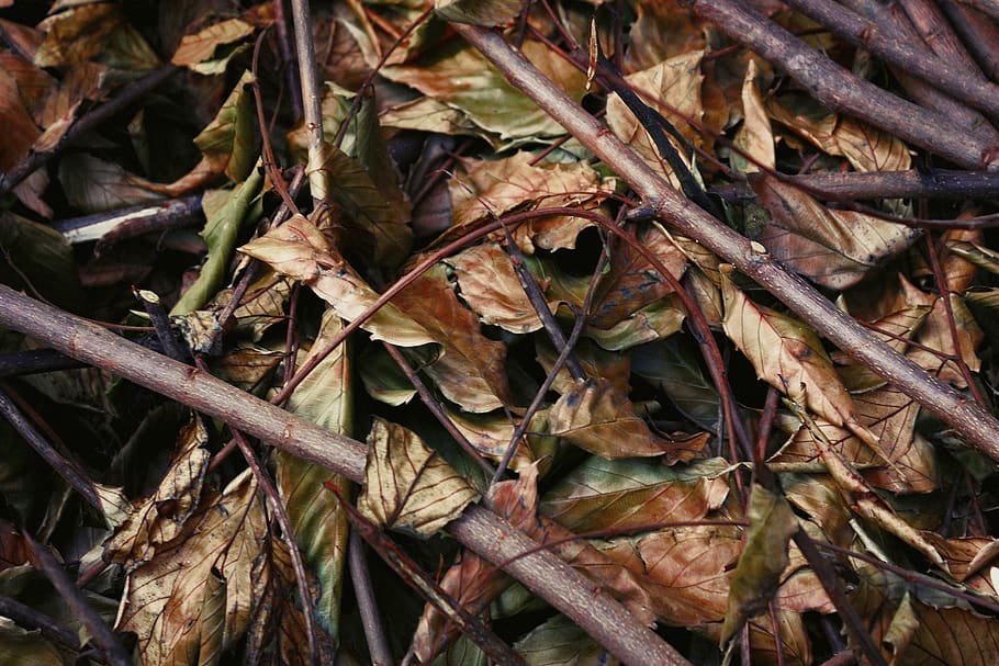 foliage, leaves, leafs, branches, brown, woodland, dry, dropped HD wallpaper
