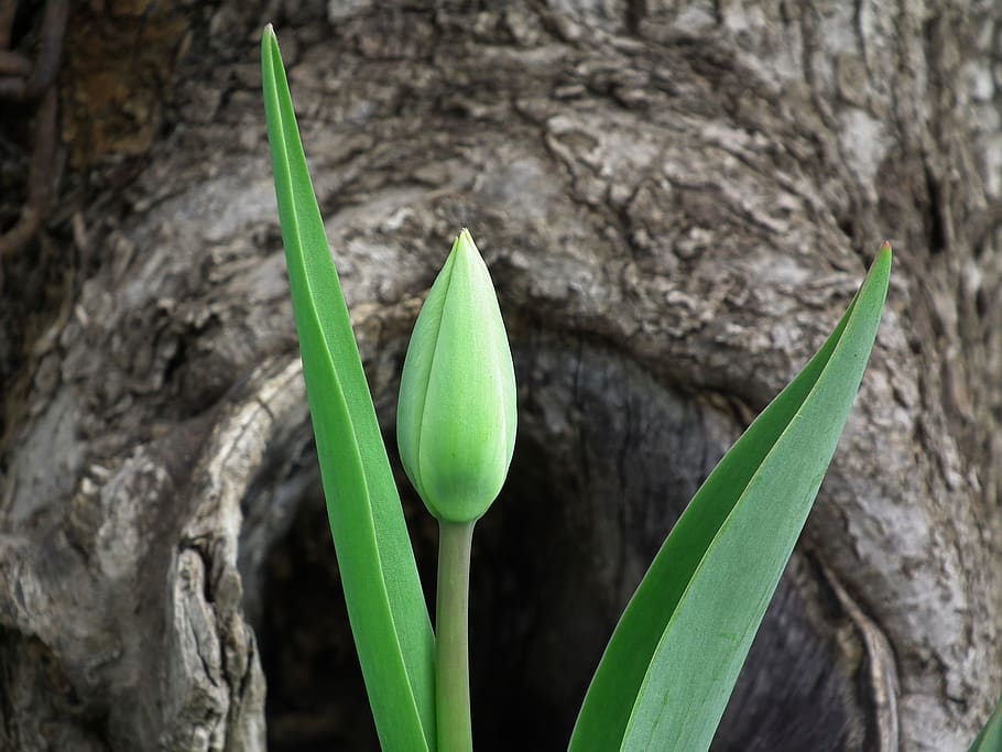 Green Bud Leafed Plant, bloom, flora, flower, green leaves, greens HD wallpaper