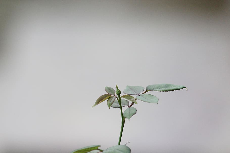 leaf, flora, nature, growth, flower, plant, plant part, beauty in nature HD wallpaper