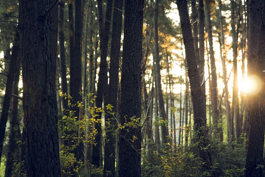 tree trunk, forest, land, plant, woodland, growth, beauty in nature HD wallpaper