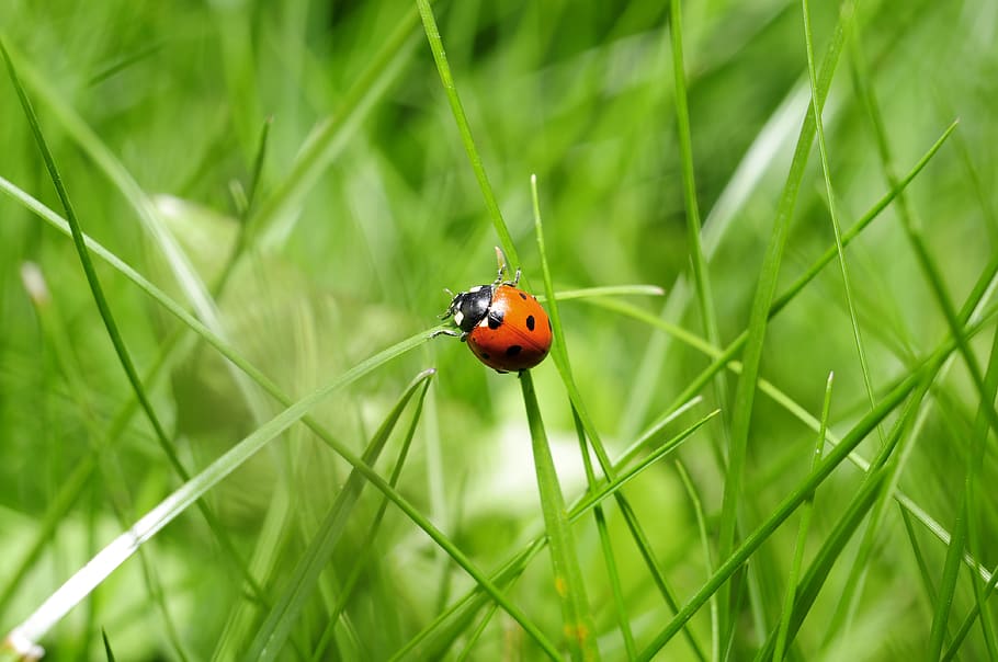Red Ladybug on Green Grass, insect, nature, animal wildlife, animal themes HD wallpaper