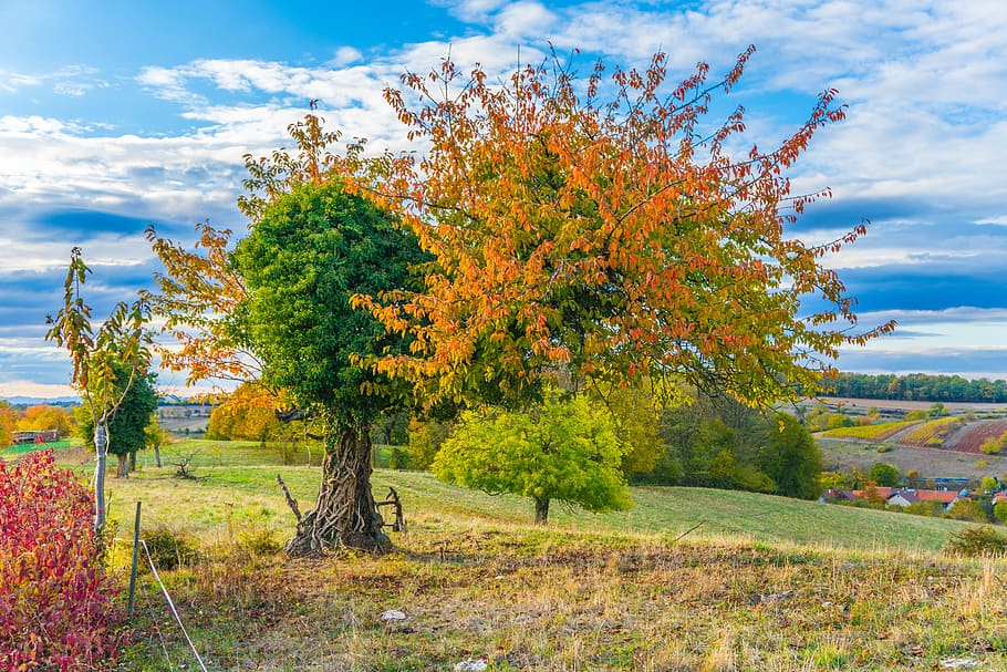 tree, nature, landscape, sunset, sky, abendstimmung, clouds HD wallpaper