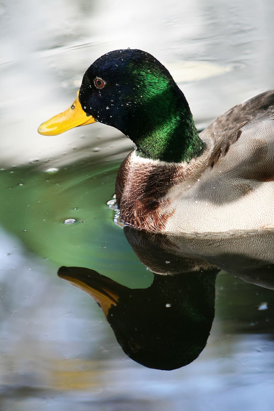 duck, beak, winged, feather, male, animals, birds, fauna, lake HD wallpaper