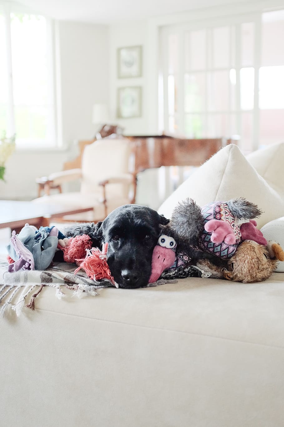 dog, cocker, spaniel, fuji, fujifilm, x100s, sweet, cute, puppy HD wallpaper
