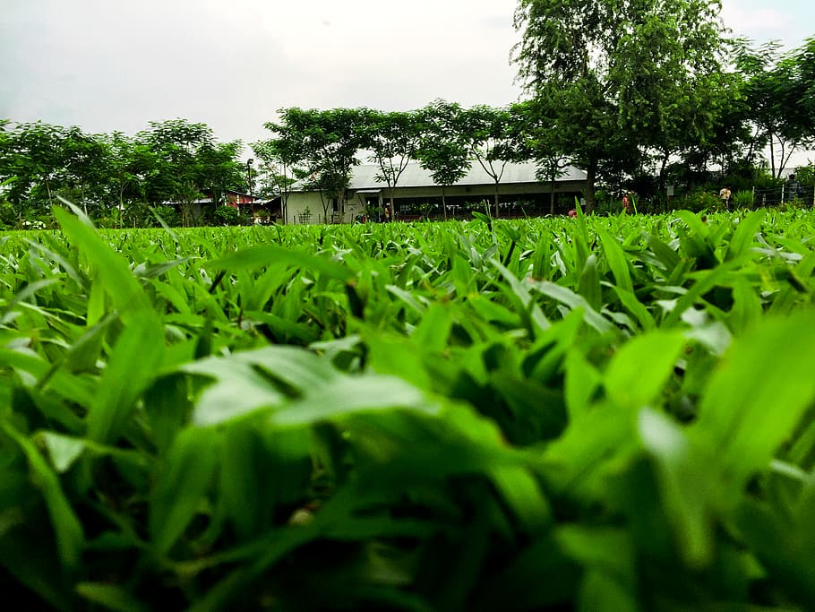 iubat, bangladesh, dhaka, campus, field, green, plant, green color, HD wallpaper
