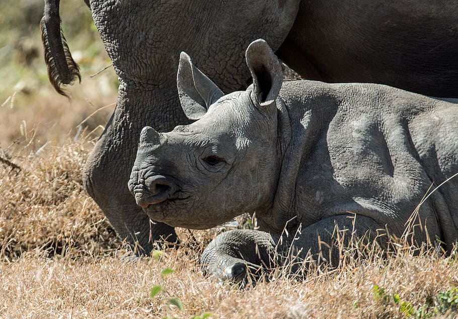 gray baby rhinoceros, grass, field, animal, safari, africa, wildlife, HD wallpaper