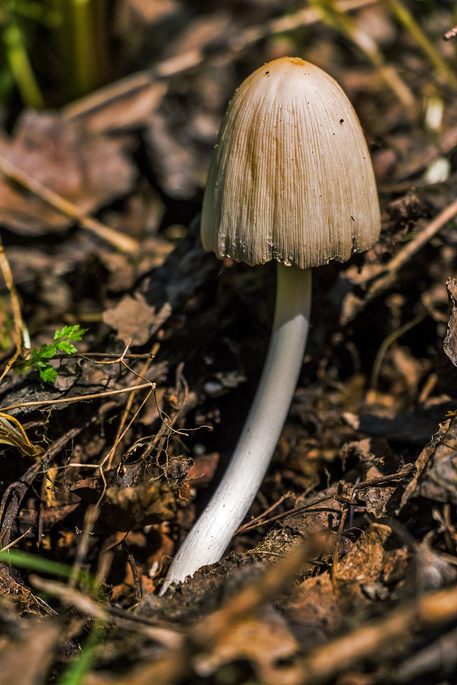 Brown Mushroom on Ground Focus Photography, close-up, soil, toadstool HD wallpaper