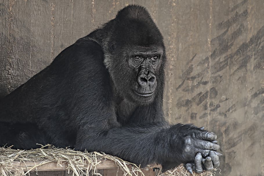 gorilla, ape, zoo, monkey, black, mammal, primate, animal wildlife HD wallpaper