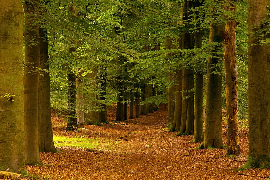 trees, forest, landscape, nature, path, light, forests, leaves HD wallpaper