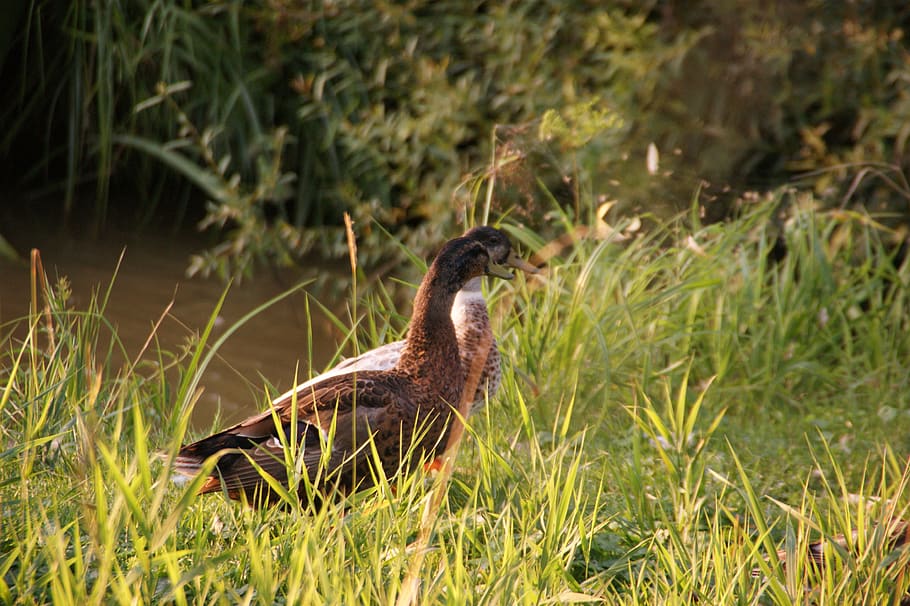 duck, walk, grass, landscape, animal, animal wildlife, animal themes HD wallpaper