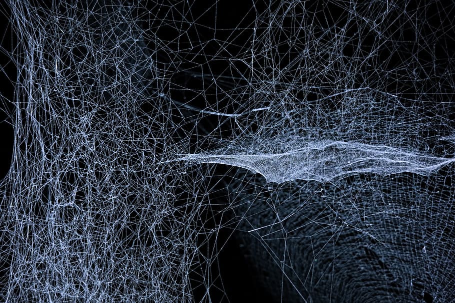 web, spider, white, dark, insect, cobweb, spider web, tree HD wallpaper