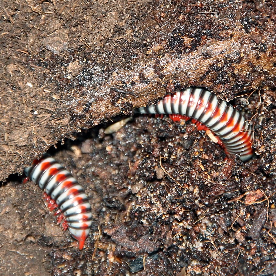 worm, insect, isolated, natural, close-up, bug, nature, animal HD wallpaper