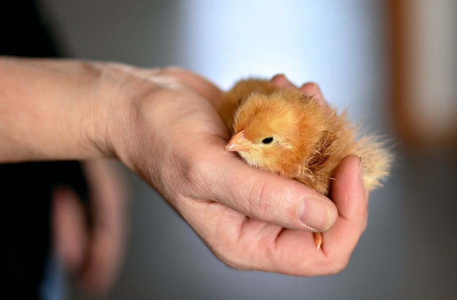 chicks, hand, security, animal, young animal, plumage, protect HD wallpaper