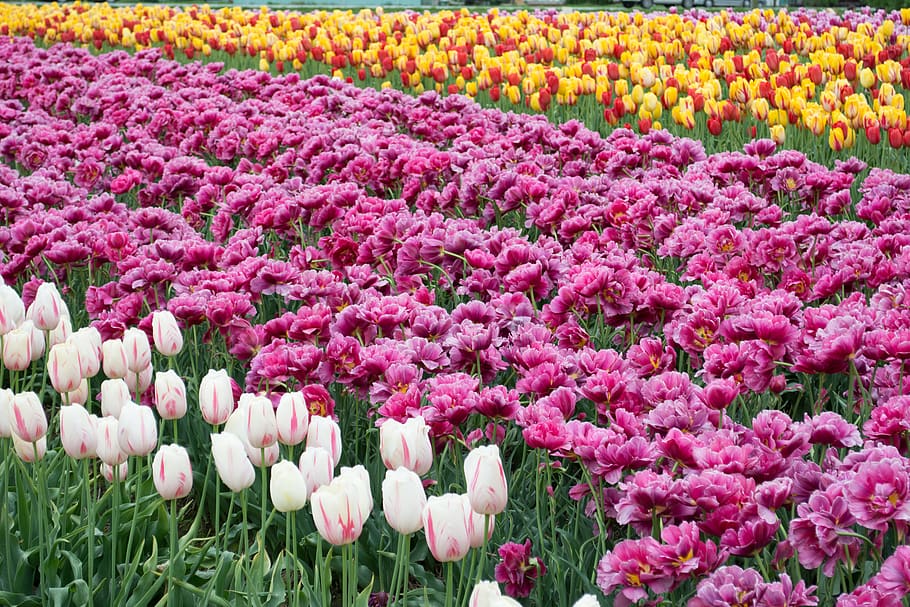 bed of three yellow, pink, and white petaled flowers, plant, tulip