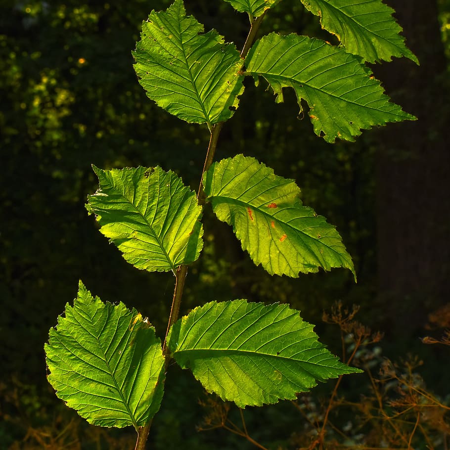 leaves, foliage, vein, pattern, structure, twig, back light HD wallpaper