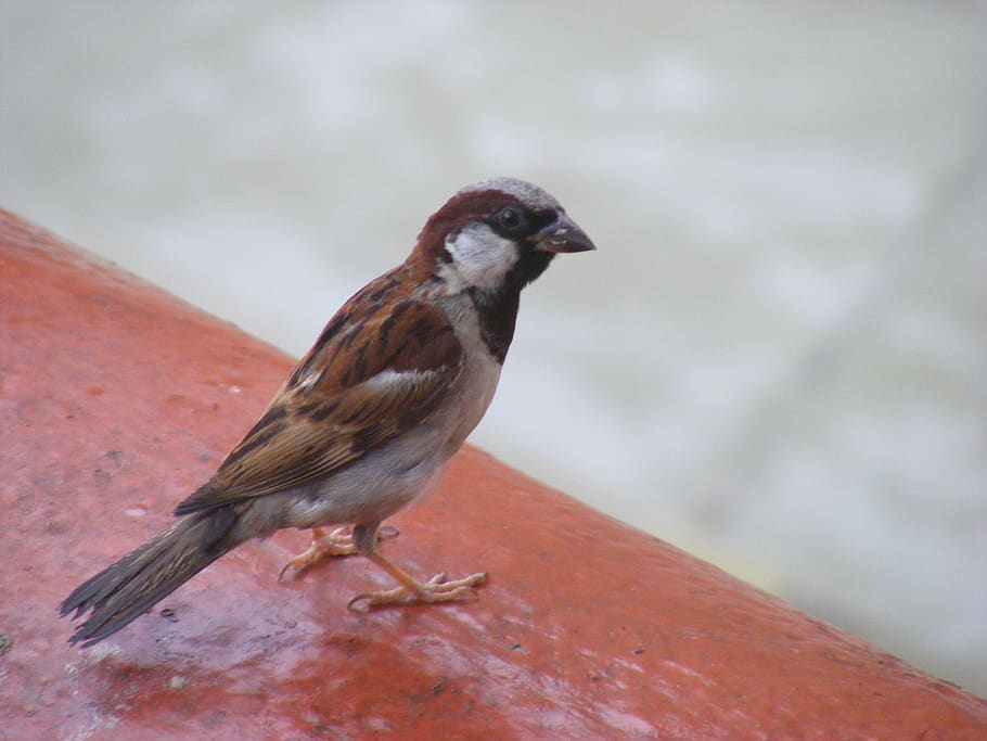 india, sikkim, birds, sparrow, animal themes, animal wildlife, HD wallpaper