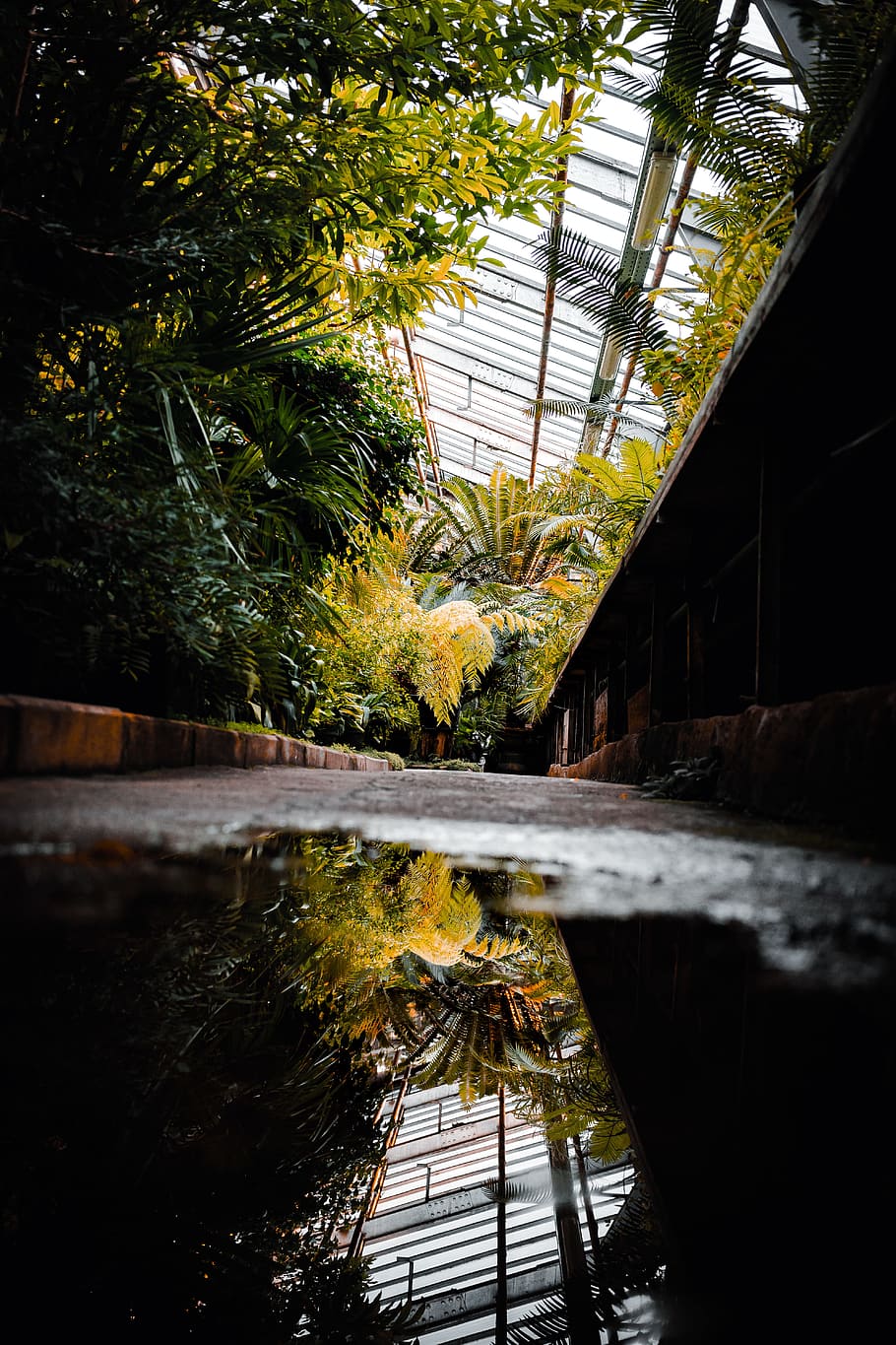 reflection of plants on water on ground inside greenhouse, forest