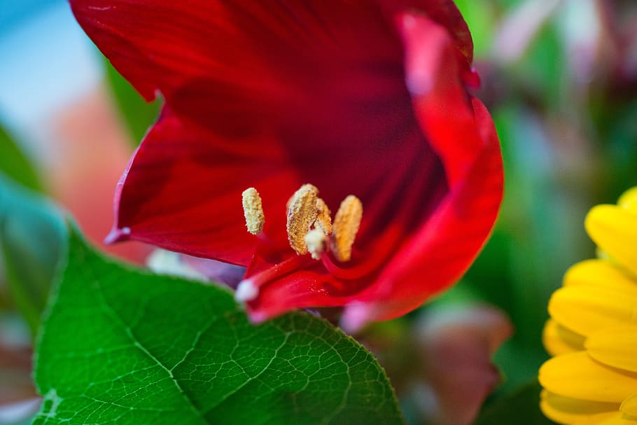 flower, macro, stem, nature, plant, garden, blossom, bloom HD wallpaper