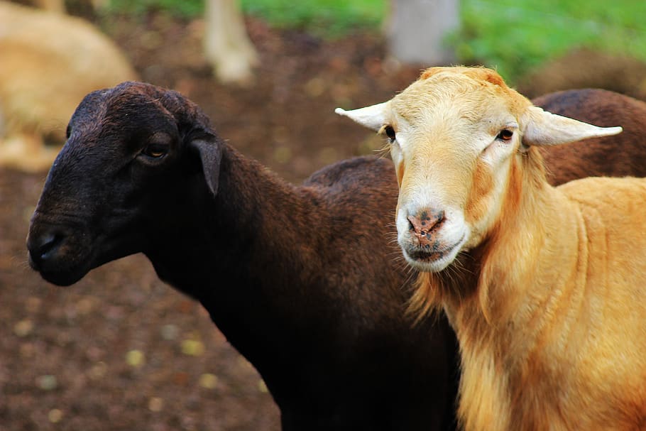 sheep, goat, ruminant, farm, livestock, nature, animals, mammals HD wallpaper
