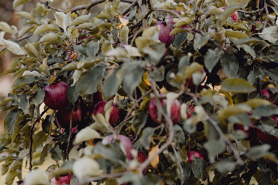 Red apples on a tree in the garden, apple tree, food and drink HD wallpaper