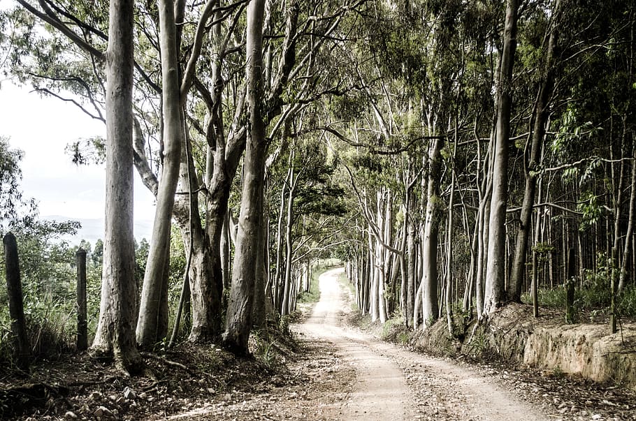 green leafed trees, forest, path, amparo, brazil, land, flora HD wallpaper