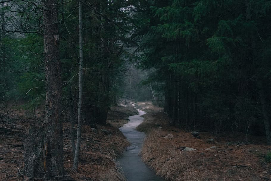 forest, woods, water, stream, trees, nature, plant, land, scenics - nature HD wallpaper