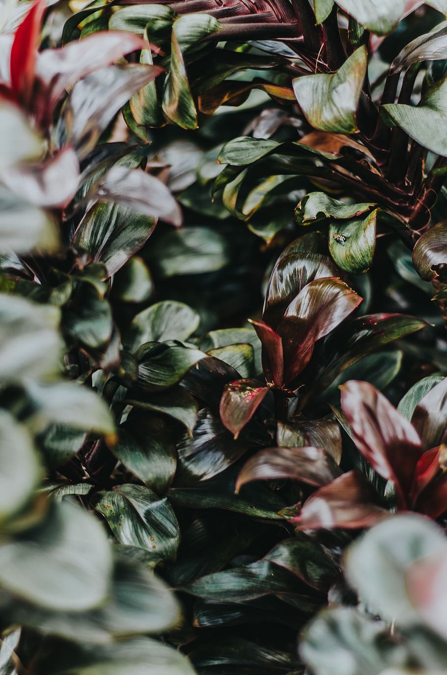 HD wallpaper: selective focus photography of maroon and green leafed