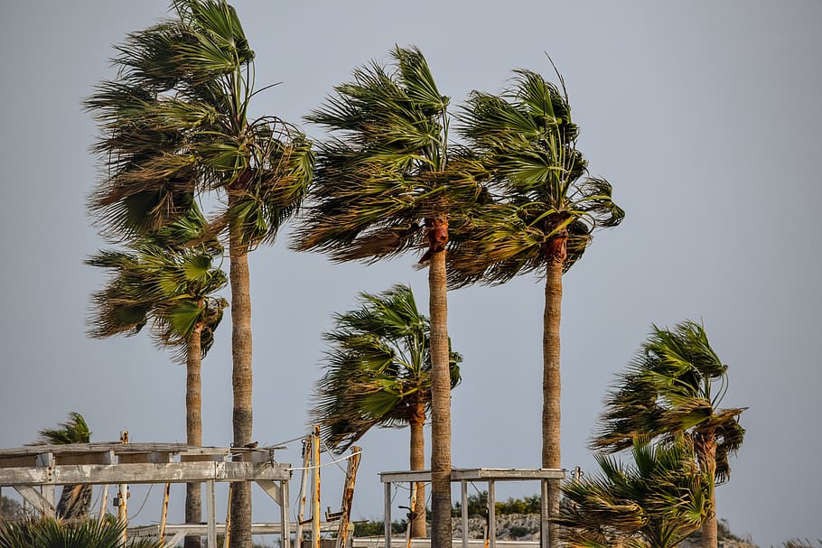 tree, palm, tropical, wind, storm, weather, nature, palm tree HD wallpaper