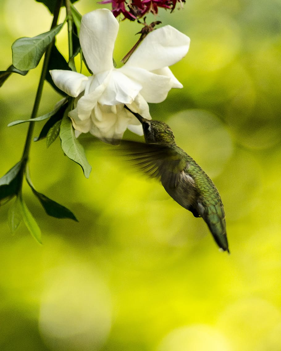 nature, leaf, flower, flora, garden, bird, hummingbird, plant HD wallpaper