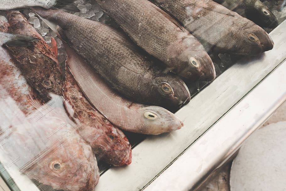 fish, animal, coho, sea life, herring, fishmarket, bonito, tuna, HD wallpaper