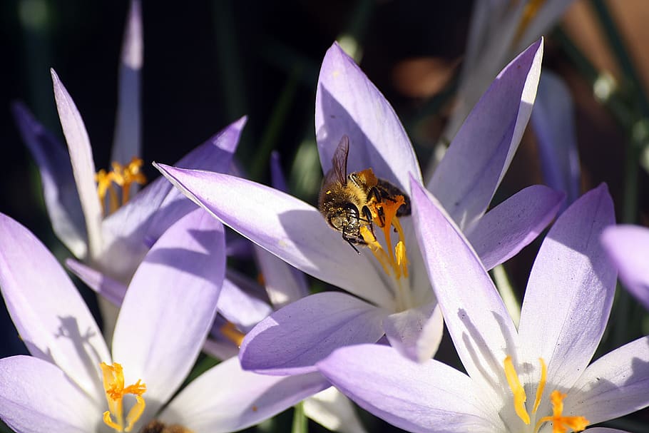 bee, pollination, spring, flowers, insect, nature, crocus, pollen HD wallpaper