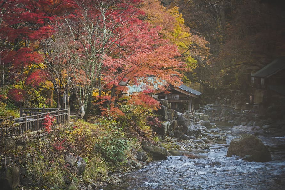 japan, minakami, fall, red, trees, river, leaves, autumn, plant HD wallpaper