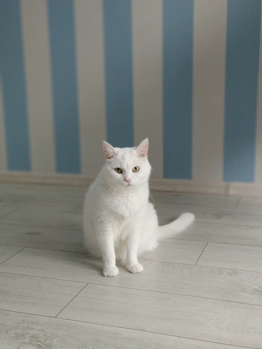 white, cat, animals, domestic, pets, one animal, domestic animals, HD wallpaper