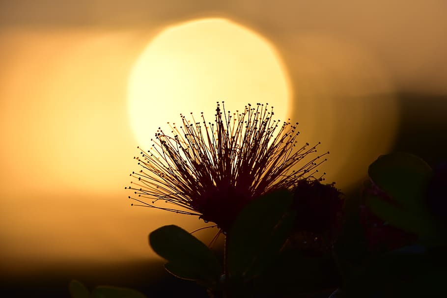 sunlight, flare, nature, outdoors, dawn, sky, sunrise, sunset HD wallpaper