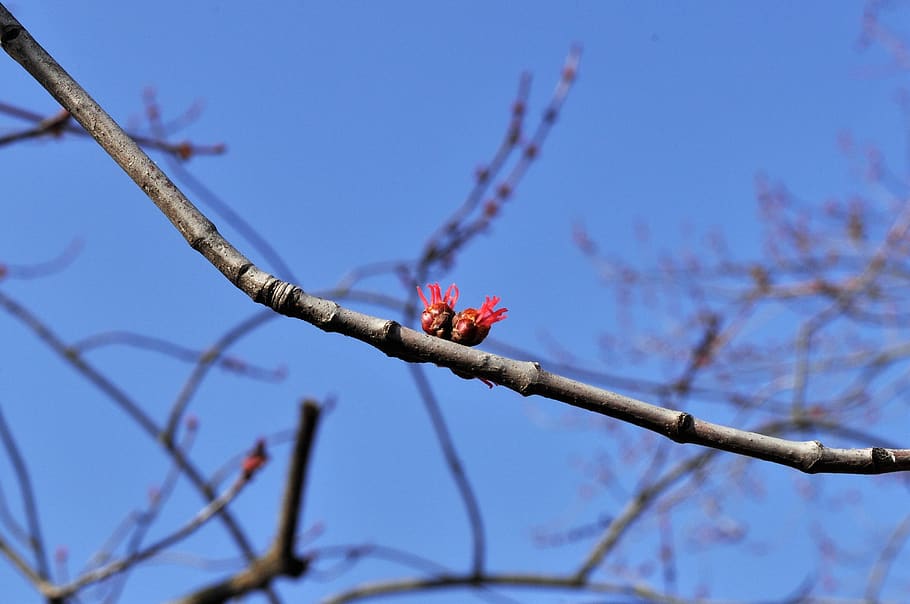 spring, nature, flowers, blue, rosa, flora, plants, branch HD wallpaper