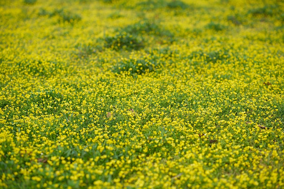 grass, spring, daisy, green, yellow, beautiful, nature, garden HD wallpaper