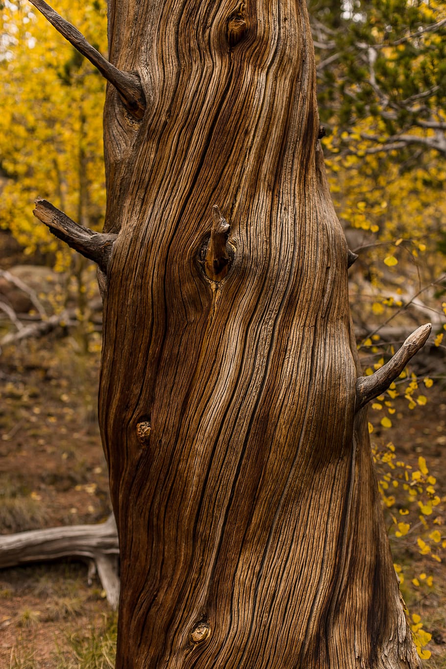 united states, divide, trunk, fall, autumn, winter, tree, leaves HD wallpaper