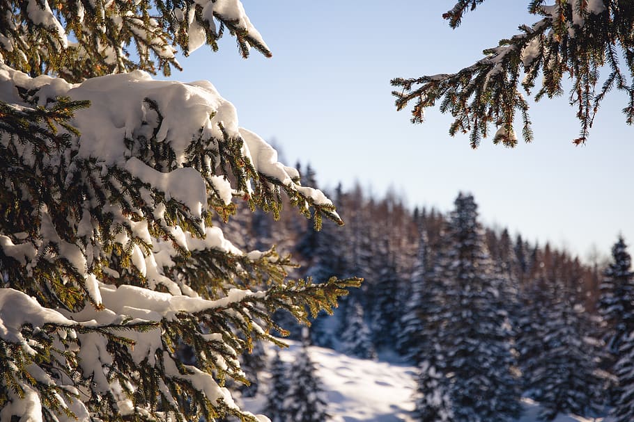 forest, moutain, trees, snow, winter, cold temperature, plant HD wallpaper