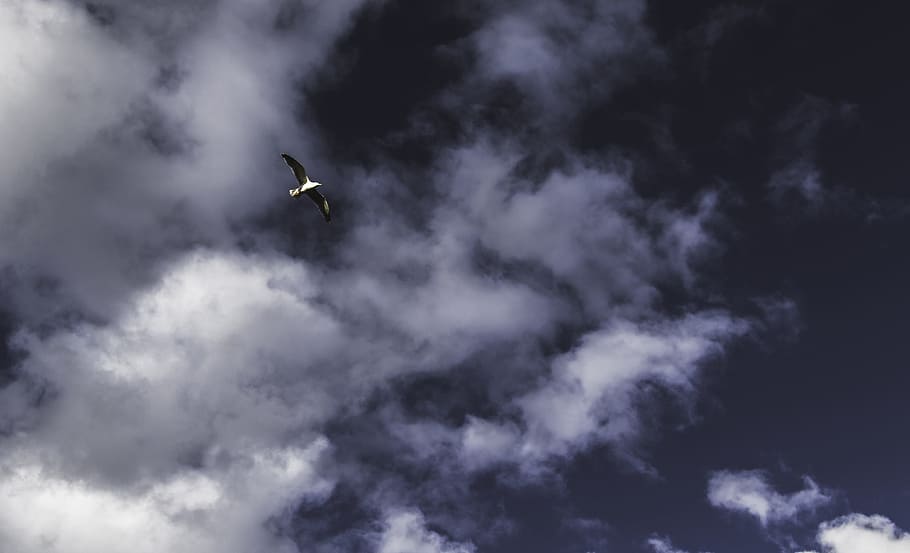Low Angle Photography of Grey Flying Bird, clouds, cloudy, cloudy skies HD wallpaper