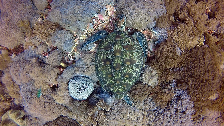 komodo, indonesia, turtle, scuba, animals in the wild, sea HD wallpaper